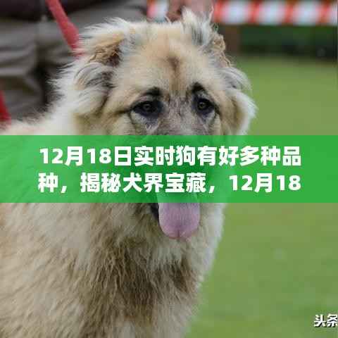 揭秘犬界宝藏,犬类品种的多样性与实时了解(12月18日)