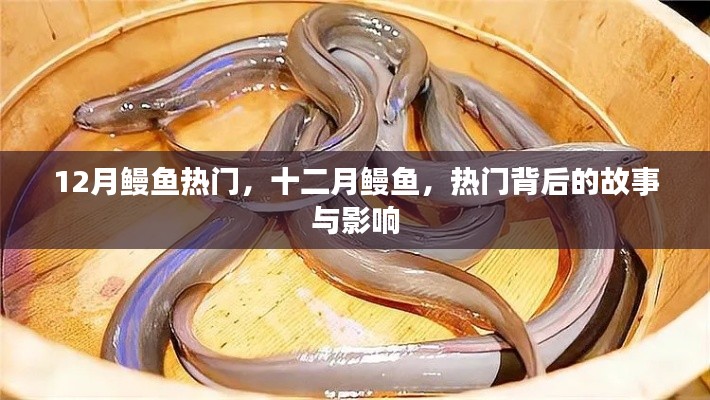 十二月鳗鱼热潮,背后的故事与深远影响