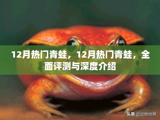 全面评测与深度介绍,十二月热门青蛙