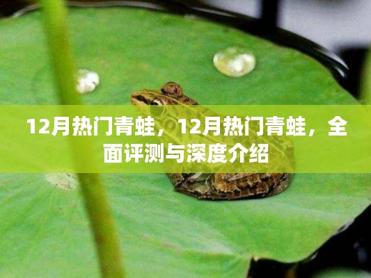 全面评测与深度介绍,十二月热门青蛙