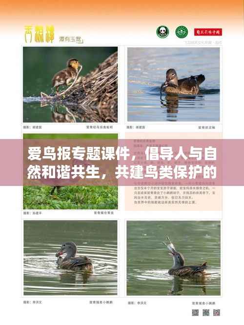 爱鸟报专题课件,倡导人与自然和谐共生,共建鸟类保护的美好未来