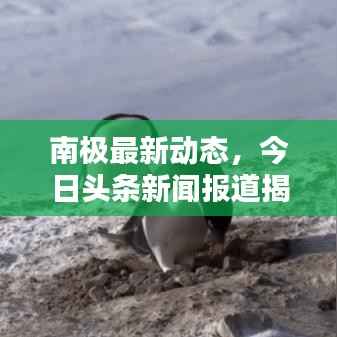 南极最新动态,今日头条新闻报道揭秘南极最新消息