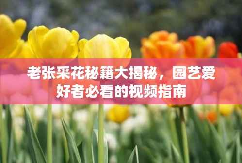 老张采花秘籍大揭秘,园艺爱好者必看的视频指南