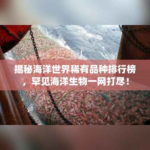 揭秘海洋世界稀有品种排行榜,罕见海洋生物一网打尽!