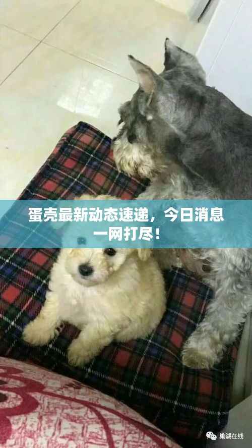 蛋壳最新动态速递,今日消息一网打尽!
