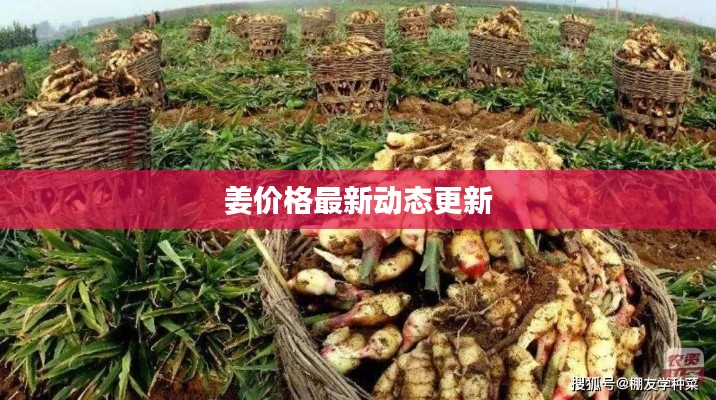 姜价格最新动态更新
