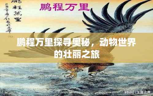 鹏程万里探寻奥秘,动物世界的壮丽之旅