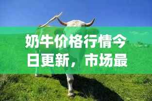 奶牛价格行情今日更新,市场最新动态及趋势分析