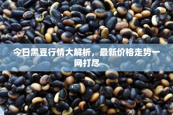 今日黑豆行情大解析,最新价格走势一网打尽