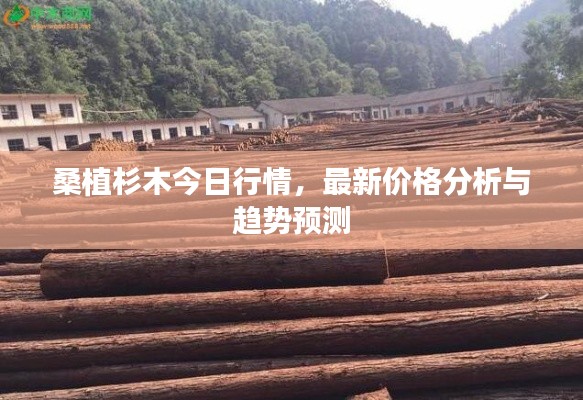 桑植杉木今日行情,最新价格分析与趋势预测