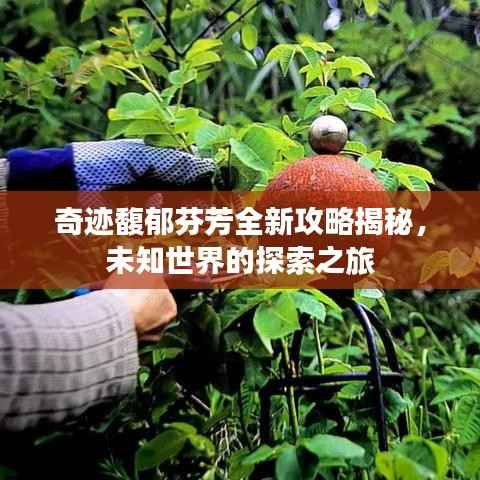 奇迹馥郁芬芳全新攻略揭秘,未知世界的探索之旅