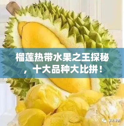 榴莲热带水果之王探秘,十大品种大比拼!