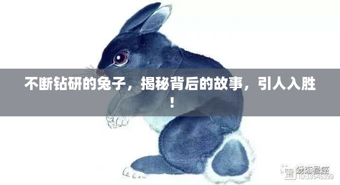 不断钻研的兔子，揭秘背后的故事，引人入胜！