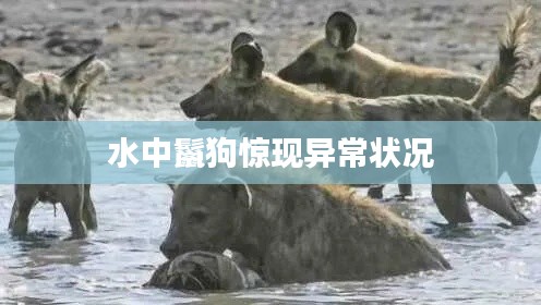 水中鬣狗惊现异常状况