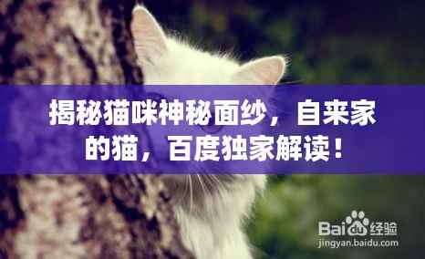 揭秘猫咪神秘面纱,自来家的猫,百度独家解读!