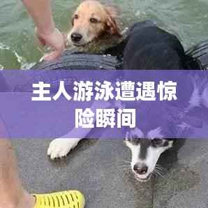 主人游泳遭遇惊险瞬间