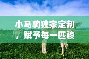 小马驹独家定制,赋予每一匹骏马独特魅力