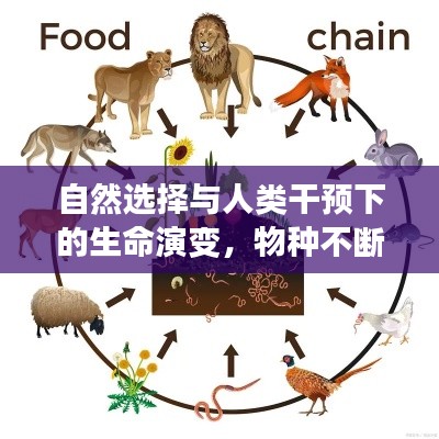 自然选择与人类干预下的生命演变，物种不断进化的奥秘探索